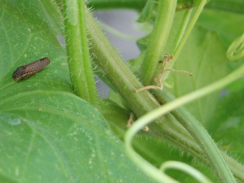 adult sharpshooter bug
